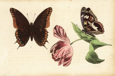 Two-tailed Pasha and Purple Emperor, and Tulip by Unknown